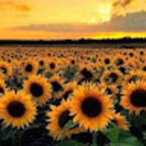 Meet your Posher, Alana